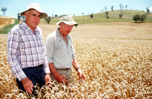 Jim Davidson and Andrew Roberts (grower) in a field of 'Lawson' near Cootamundra
