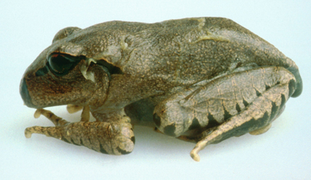 A sick Great Barred frog with lethargy and shedding skin