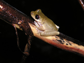 A healthy Common Mist frog
