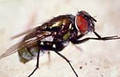 An Australian sheep blowfly