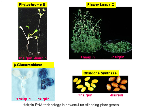 Hairpin RNA technology