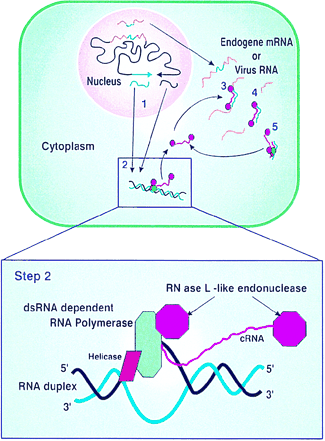 A model for dsRNA-induced post-translational gene silencing