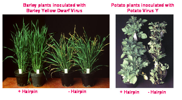 Barley and potato plants innoculated with two different viruses