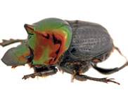 Dung beetle