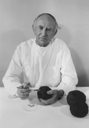 Doug Waterhouse placing dung beetle eggs into dung balls