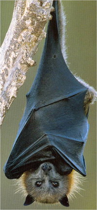Flying foxes are the natural resevoir of Hendra virus