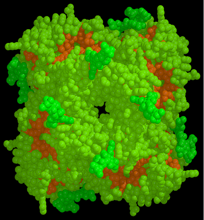 A space filling CPK model of influenza neuraminidase