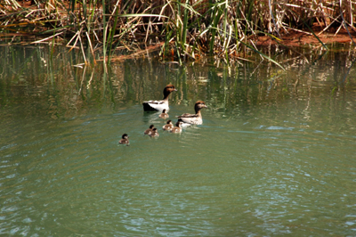 A family of ducks head for shelter in reeds on the banks of the River Murray