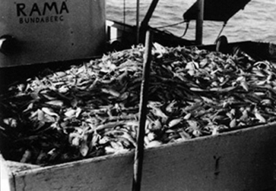 One of the first big landings of banana prawns in the Gulf