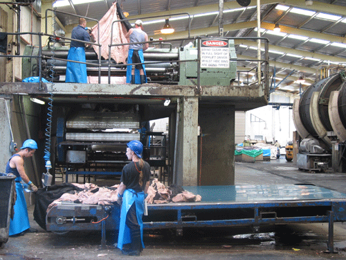 Green fleshing at the Michell's Geelong Leather tannery