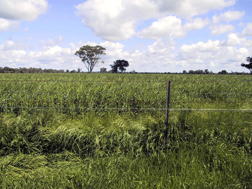 Irrigation crop at Michell Leather Culcairn