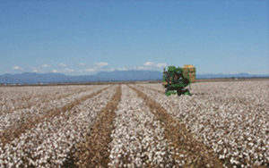 Harvesting trial plots of cotton with a modified harvester