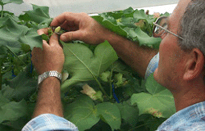Preparing cotton flower buds for cross breeding with pollen from another variety