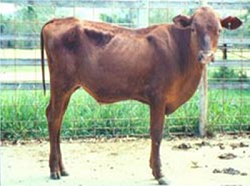A steer with typical symptoms of mimosine poisoning