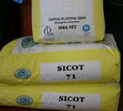 Cotton planting seed of Sicot 71