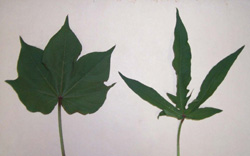 Normal (on left) and okra shaped cotton leaves