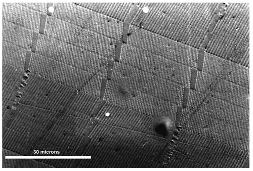 Optical micrograph of a small section of a Pixelgram OVD microstructure showing a few diffraction grating pixels.