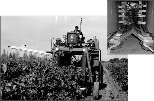 A Chisholm-Ryder mechanical grape harvester in operation