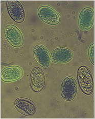 Sheep gastro-intestinal parasite eggs as viewed under a light microscope.