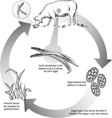 The life cycle for gastro-intestinal nematodes.