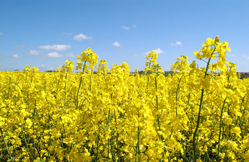 Canola flowers in crop.