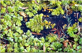 Salvinia molesta tertiary forms