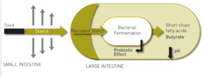 Diagram showing the movement of starch through the small and large intestines.