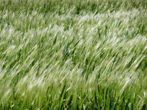 Barley crop in the wind