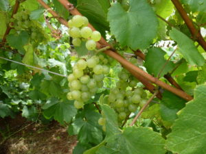 Photo of green grapes on vine