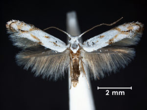 A moth stuck to a pin with wings spread