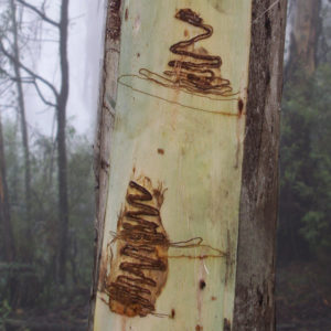 A tree with scribbles on its trunk