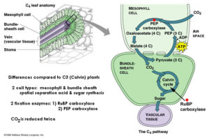 C4 plants differ from C3 plants by (i) using two different cell types   mespophyll and bundle sheath cells and (ii) employing two CO2 fixation enzymes   Ribulose bisphosphate carboxylase and phosphoenolpyruvate carboxylase so the CO2 is reduced twice. Source: http://eghsapbioreview.wikispaces.com/