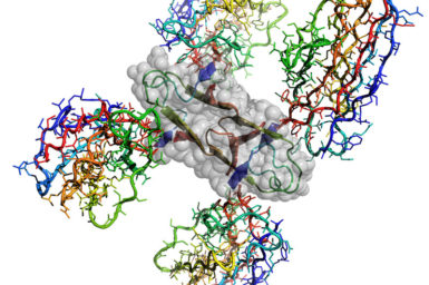 Atomic structure of the Alzheimer's disease Amyloid-β protein caged by four shark antibodies to stop uncontrolled amyloid plaque formation. Four interacting Amyloid-β fragments are outlined by grey atomic spheres.