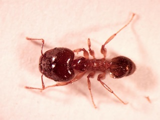 African big-headed ant (Pheidole megacephala)