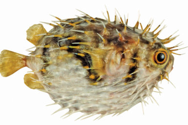 Globefish (Diodon nicthemerus).
