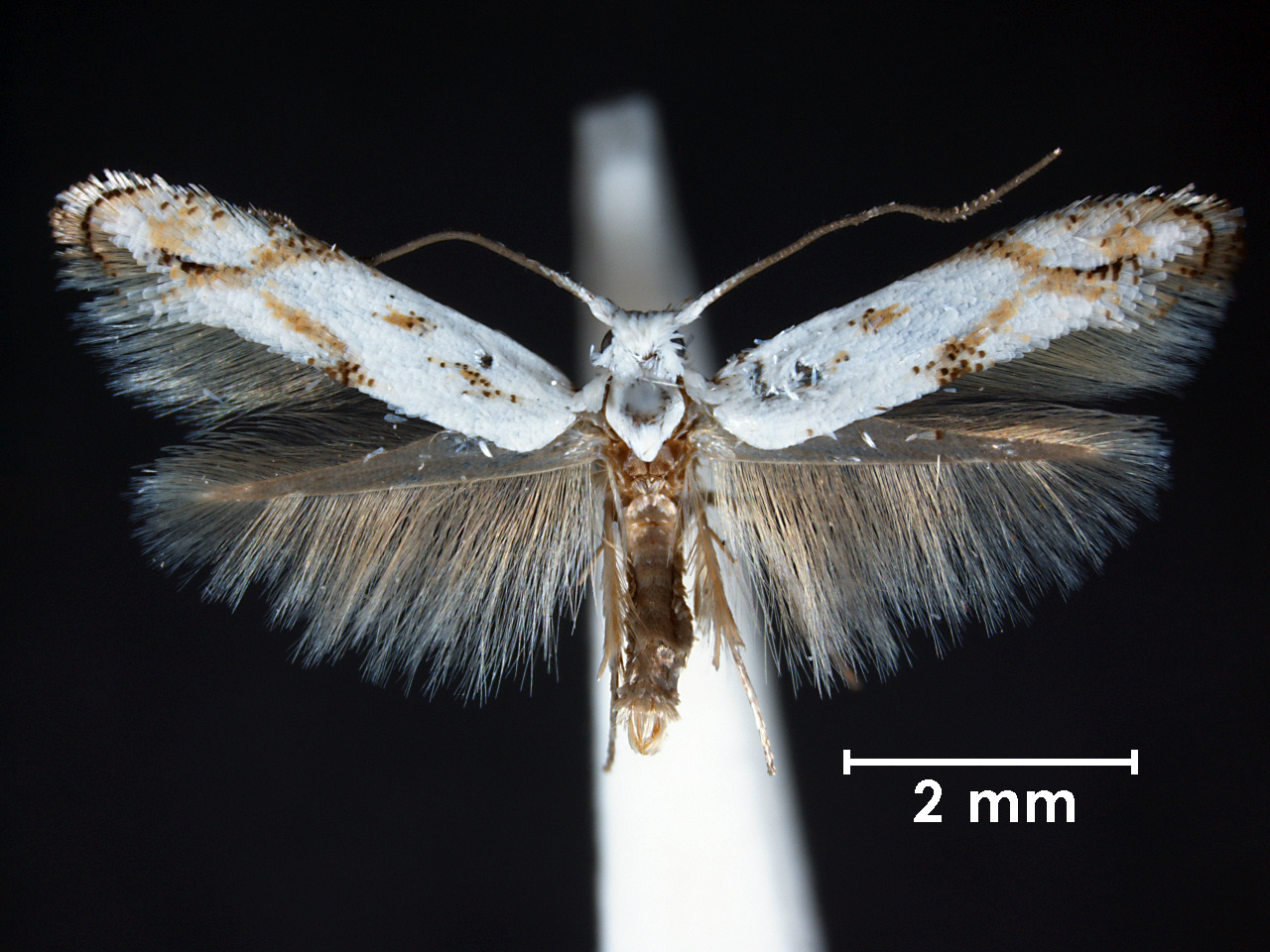 Scrill Insect Every scribble tells a story – CSIROpedia