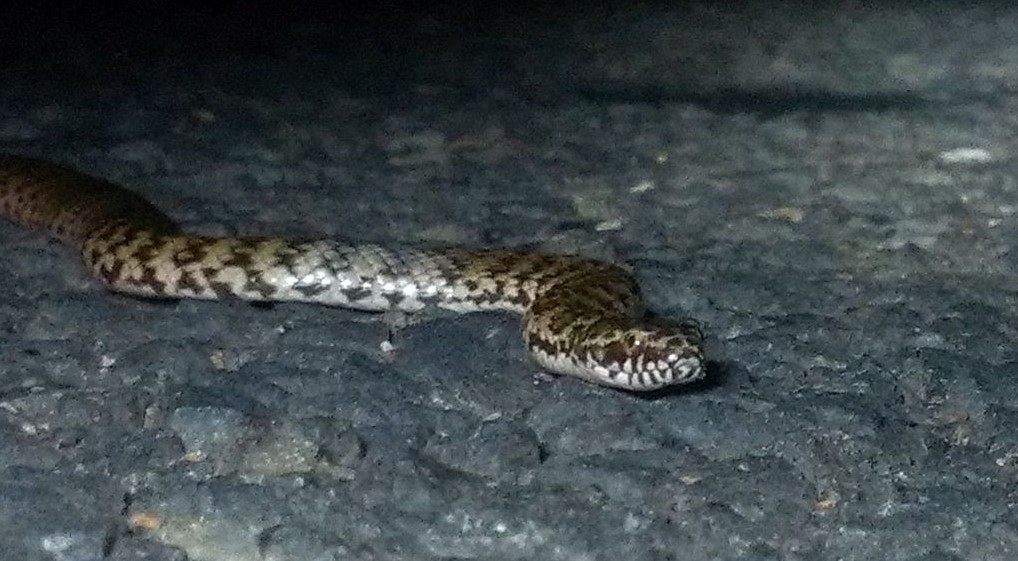 snake on rock