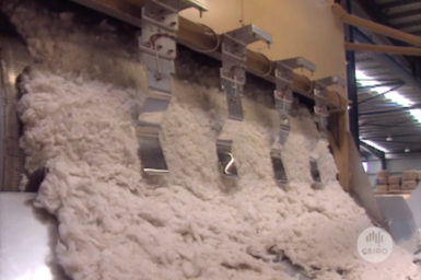 Processed wool after scouring.