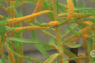 Close up view of rust infected plants.