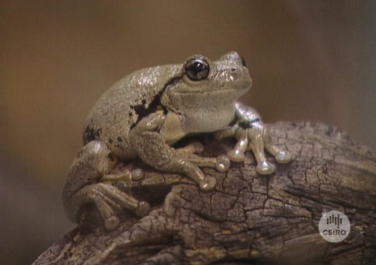 Frog Killer (2001) CSIROpedia
