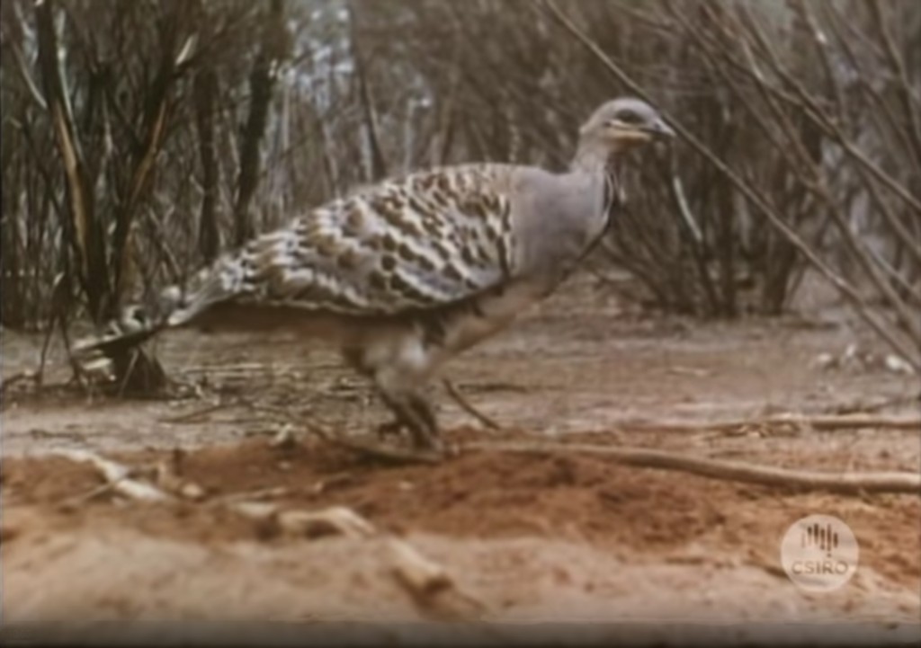 the-mallee-fowl-1957-csiropedia