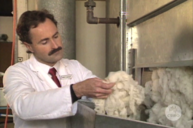Dr Brett Bateup examines wool after scouring.