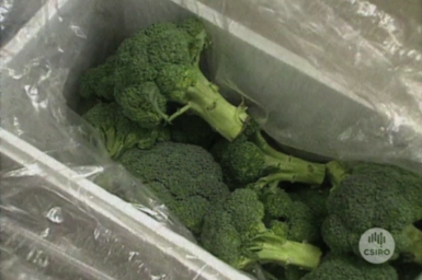 Broccoli being wrapped in Smart Film.