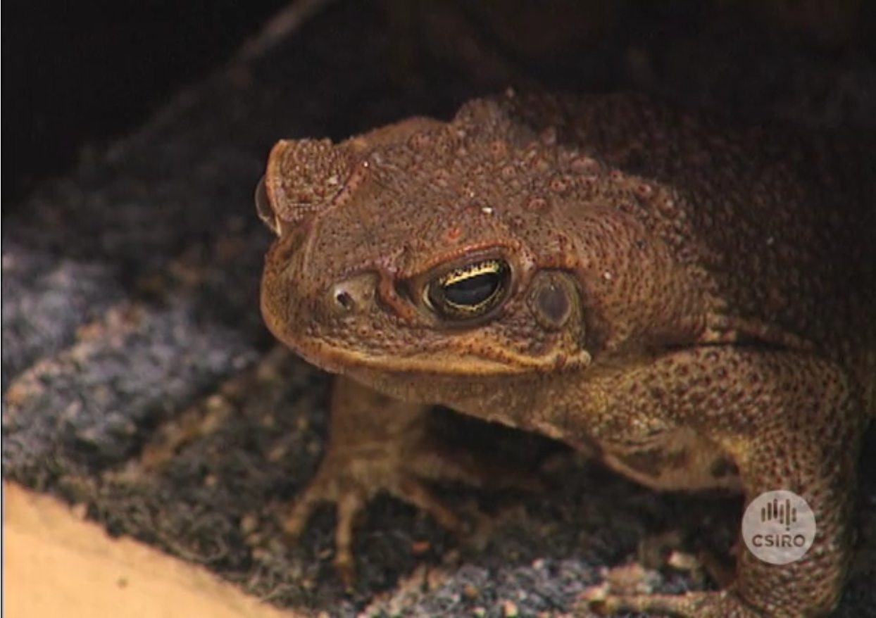 Cane Toad Life Cycle 3939