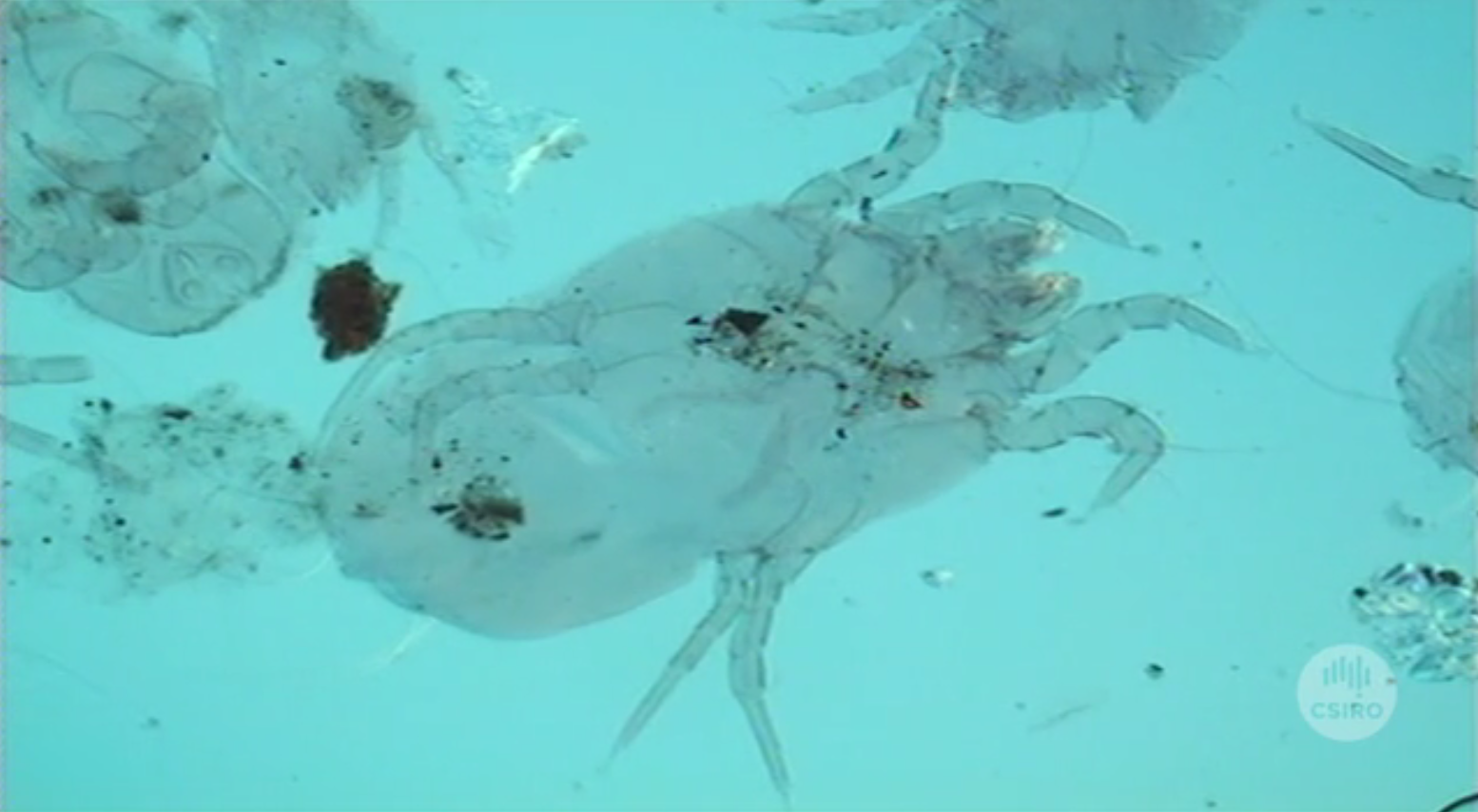 Dust Mites (2009) - CSIROpedia