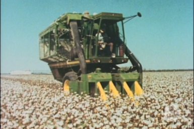 Cotton harvester in field of cotton.