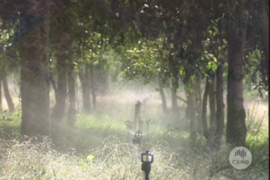 Spray irrigation system within plantation.