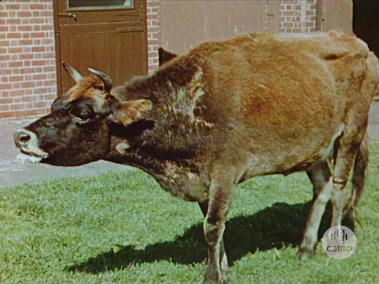 contagious-bovine-pleuropneumonia-1981-csiropedia