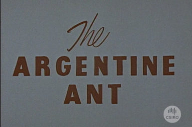 The Argentine Ant title card